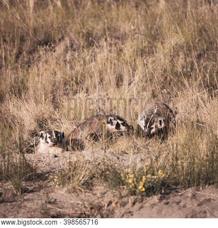 Family Of Badgers Popping Out Of Den In The Morning