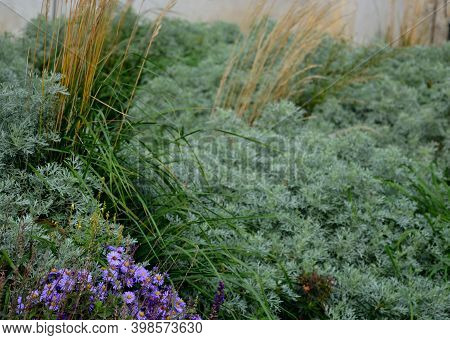 Flower Bed With Absinthe Wormwood, And Ornamental Grass And Asters. Combination Of Gray And Beige In