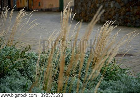 Flower Bed With Absinthe Wormwood, And Ornamental Grass And Asters. Combination Of Gray And Beige In