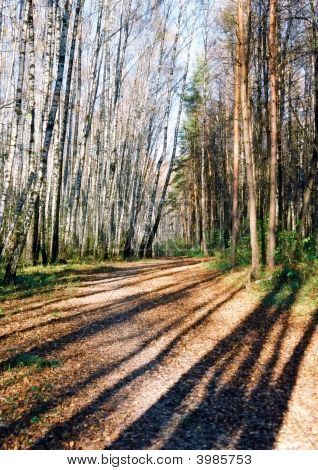 Wood Road. Na podzim. Rusko.