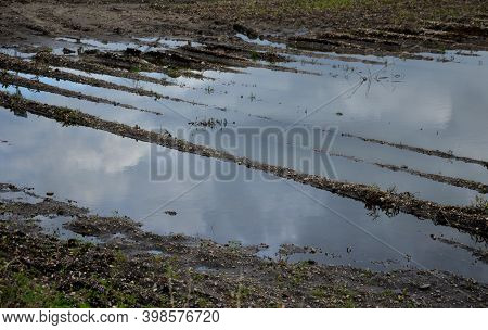 Flooded Potato Field Due To Heavy Rains Poorly Permeable Soil. Due To Compaction By Heavy Mechanizat