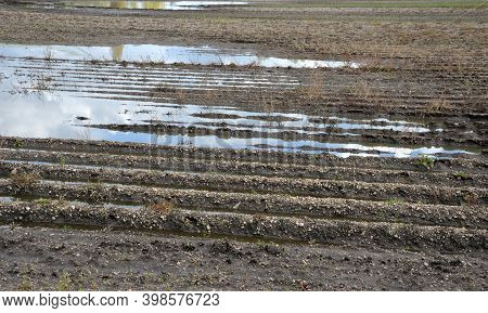 Flooded Potato Field Due To Heavy Rains Poorly Permeable Soil. Due To Compaction By Heavy Mechanizat