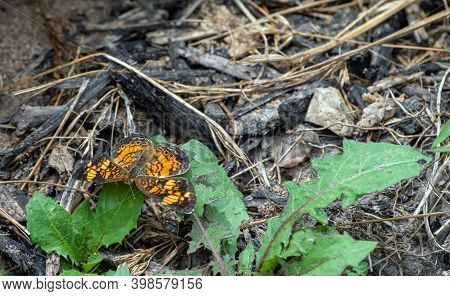 The Pearl Crescent Butterfly Is Partial To Open Areas And Its Upperside Is Orange With Black Borders