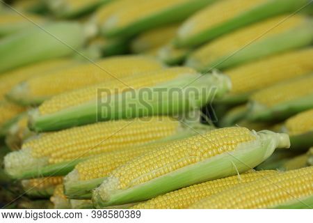 Ripe Corn Cobs At Farmers Market. Market Stall With Maize Cobs. Agricultural Products Background. Co