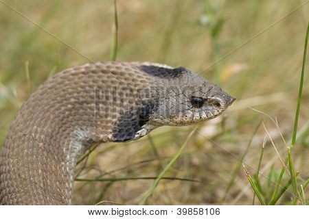 Hognosed käärme