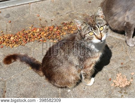 Cute Stray Cat Between Cat Food In Kos,greece