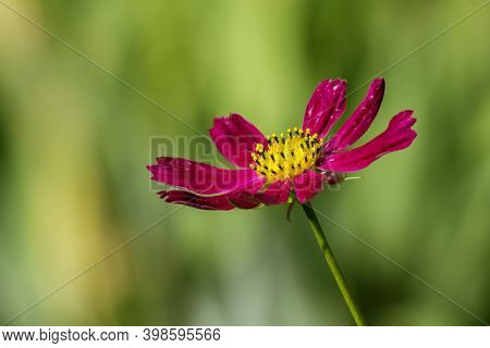 Aging Lone Purple Cosmos Flower On A Green Background Heterogeneous, Large Plenum