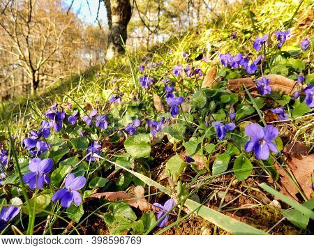 Close Up Of Violets On A Grassy Bank