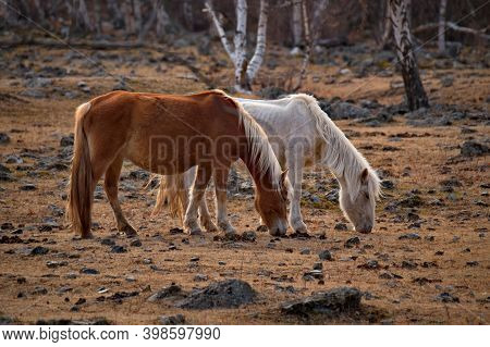 Russia. Mountain Altai. Horses Of The Hardy Altai Breed Graze Peacefully In The Stone Steppes With S