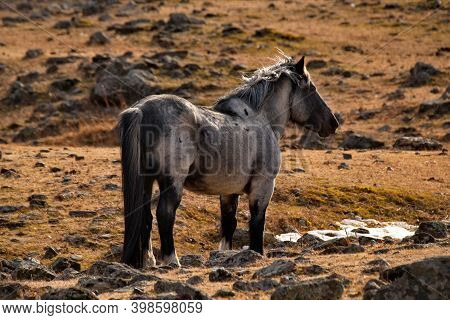 Russia. Mountain Altai. Horses Of The Hardy Altai Breed Graze Peacefully In The Stone Steppes With S