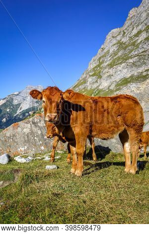 Cows In Alpine Pasture, Pralognan La Vanoise, French Alps