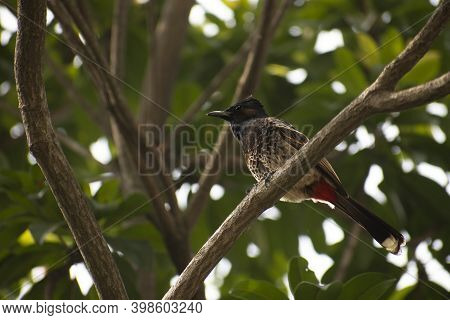 The Red-vented Bulbul Is A Member Of The Bulbul Family Of Passerines. It Is A Resident Breeder Acros