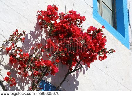 Red Bougainvillea Flowers  With White Painted Wall Background In Kos,greece
