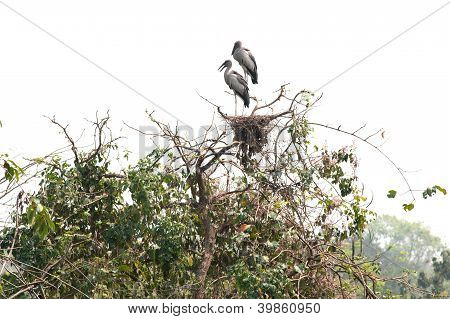 Asian Open-billed Stork Bird On The Tree.
