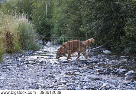 Dog In A Escrita River In Espot, Lleida, Catalonia, Spain.