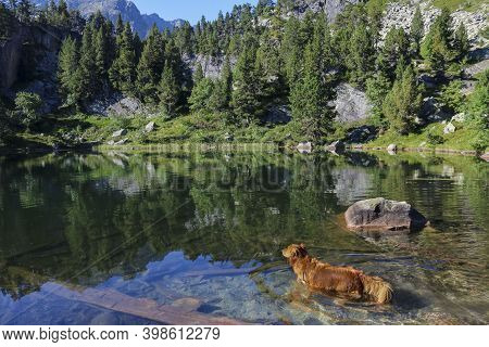 Dog In A 