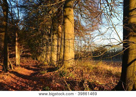 Chemin de Beechtree