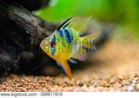 Close Up Of A Blue Balloon Ram (microgeophagus Ramirezi) Isolated In A Fish Tank With Blurred Backgr