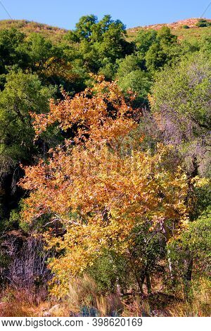 Sycamore Tree Changing Colors During Autumn On A Creekbed At A Riparian Woodland Taken In The Rural 