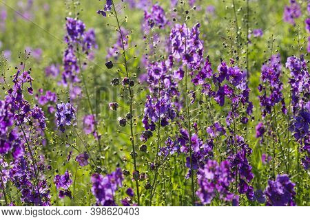 Wild Blue Flowers Delphinium Elatum. Larkspur Flowers. Summer Blooming Meadow. Flowering Field In Th