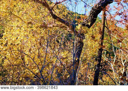 Willow And Cottonwood Trees Changing Colors During Autumn At A Riparian Woodland On A Creekbed In Th