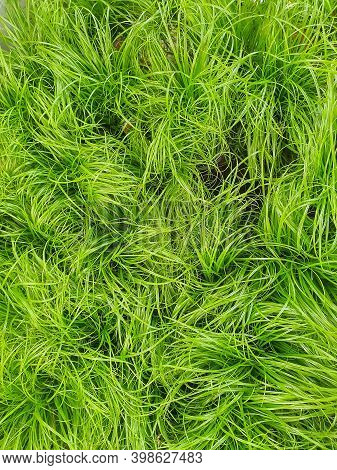 Grass For Cats In A Plant Store, Close Up Top View. Healthy Food For Pet Concept