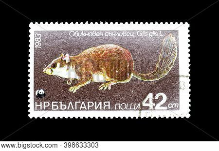 Bulgaria - Circa 1983 : Cancelled Postage Stamp Printed By Bulgaria, That Shows Edible Dormouse (gli