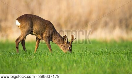 Male Roe Deer Grazing On Fresh Grass On Meadow In Springtime.