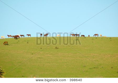 Caballos en Skyline 1