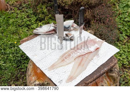 Fillet Of A Pollack Made By A Fisherman Just After Fishing In Brittany