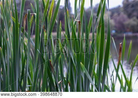 Reed Mace On A Lake Background. Autumn Park