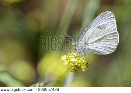 Cabbage White Feeding On Mustard Flower. Alameda County, California, Usa.