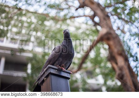 Close Up Pigion Bird On Pole With Banner Size