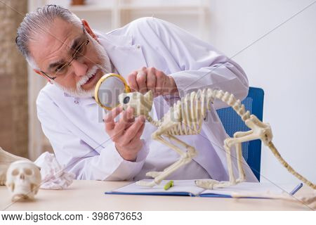 Old male paleontologist examining ancient animals at lab