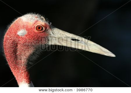 Old Bird