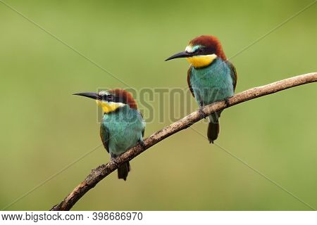 The European Bee-eater (merops Apiaster) A Pair On A Branch With A Green Background.