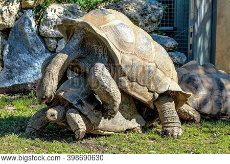 Aldabra Giant Tortoise, Curieuse Marine National Park, Curieuse Island, Seychelles