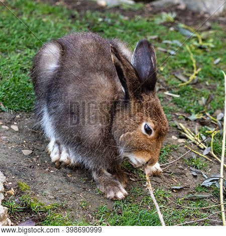 Mountain Hare, Lepus Timidus, Also Known As The White Hare With Brown Hair In Summer