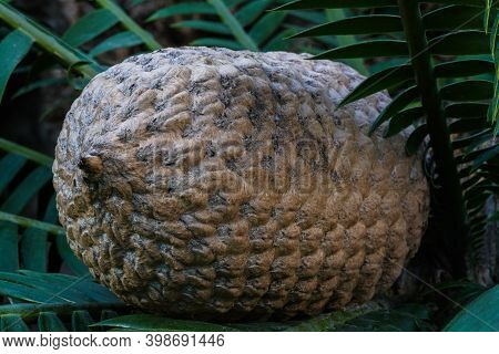 The Fruit Of Ceratozamia Mexicana , A Species Of Plant In The Family Zamiaceae. It Is Found In South