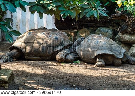 Aldabra Giant Tortoise, Curieuse Marine National Park, Curieuse Island, Seychelles