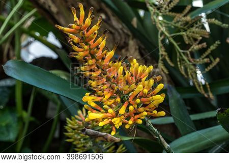 Closeup Of Aloe Cryptopoda, Also Known As Yellow Aloe And Aloe Cryptopoda Baker. It Is A Species Of 