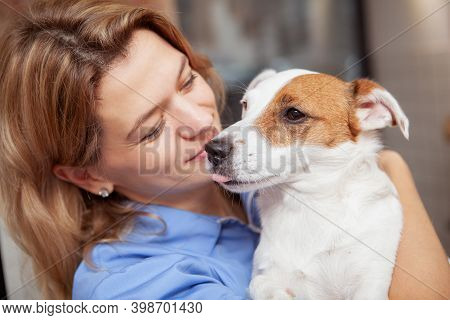 Close Up Of A Cute Funny Jack Russel Terrier Puppy Showing Its Tongue. Cheerful Female Veterinarian 