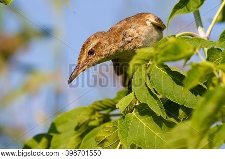 Great Reed Warbler, Acrocephalus Arundinaceus. The Bird Sits In The Branches Of A Young Tree And Loo