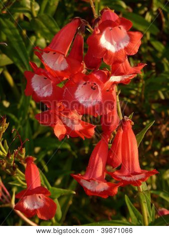 Penstemon vermelho e branco flores