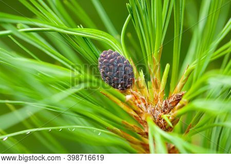 A Young Growing Cedar Cone On A Fluffy Green Branch Covered With Needles. Close-up, Selective Focus