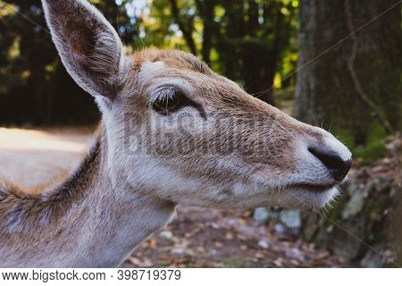 Beautiful Young Fallow Deer In The Autumn Forest.