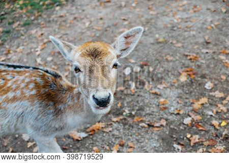 Beautiful Young Fallow Deer In The Autumn Forest.
