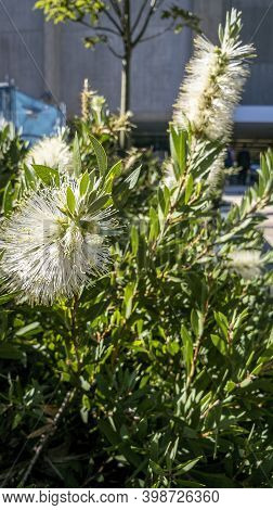 Bottlebrush (callistemon Genus) Bush In A Local Park. The Plant Belongs To The Botanical Family Myrt