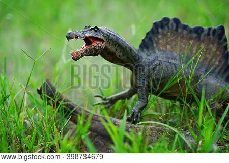 Spinosaurus Toy Stands On Nature Background.  Spinosaurid Dinosaur That Lived In What Now Is North A