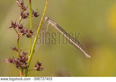 Common Winter Damselfly (sympecma Fusca) Perched On Twig Against Bright Green Background